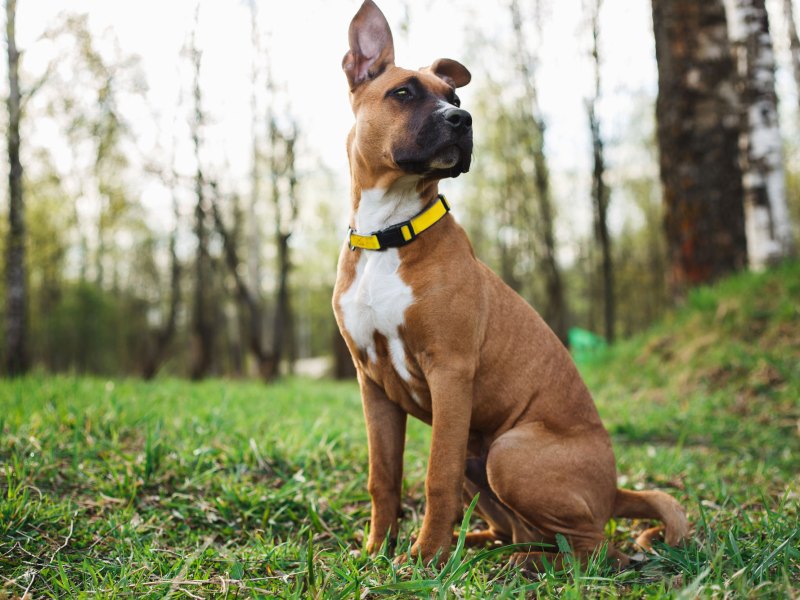 Brauner Hund auf Wiese mit gelbem Halsband