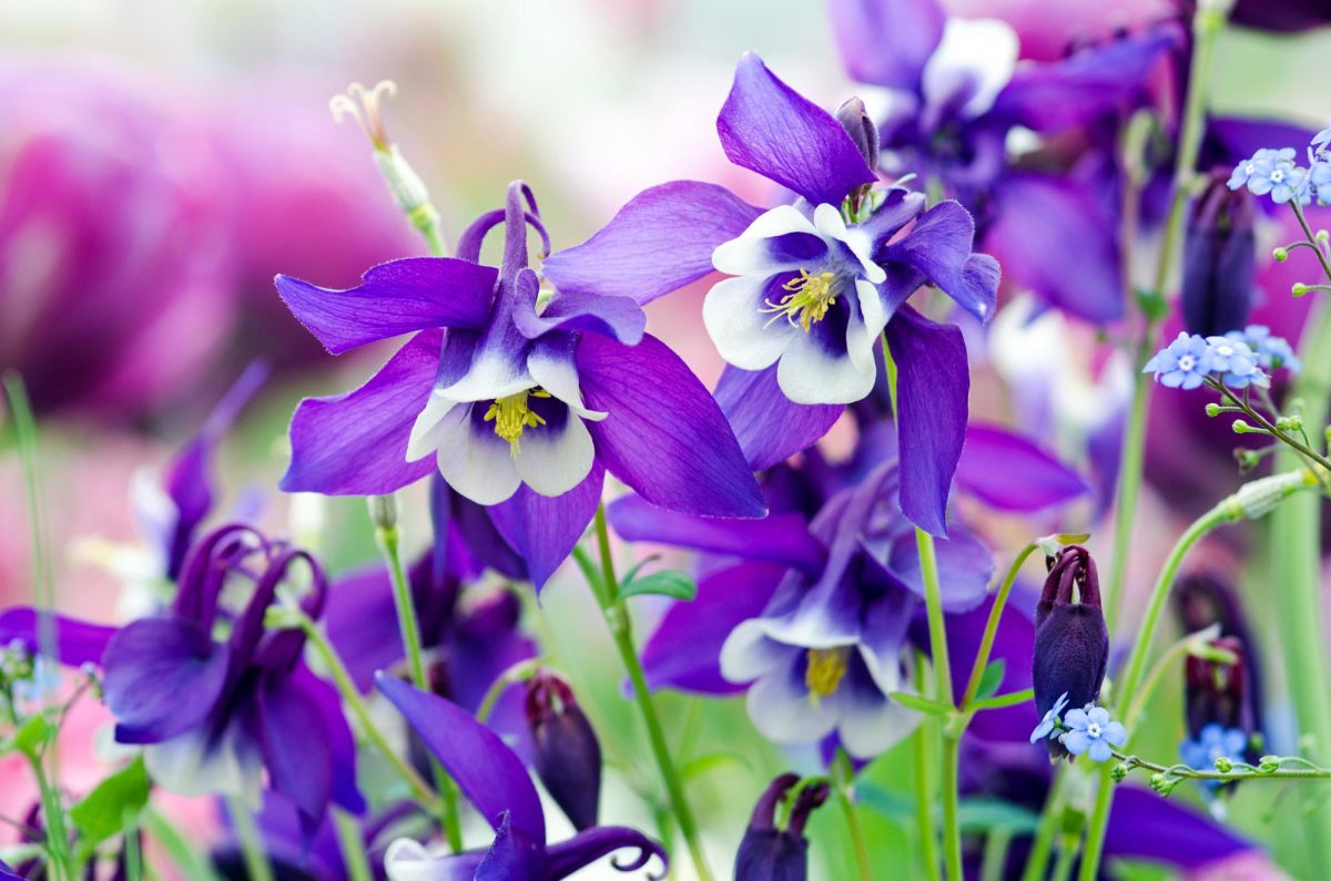 Lila-Blau weiß blühende Akelei Blüten