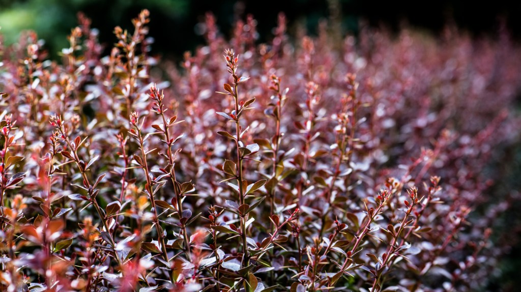 Rote Berberitzen Hecke