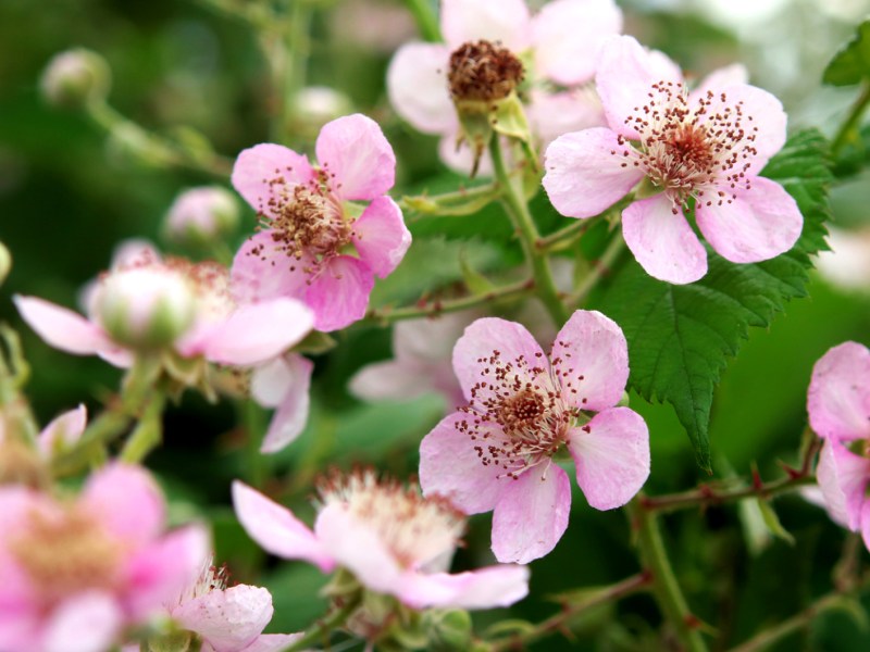 Blüten an einem Brombeerstrauch.