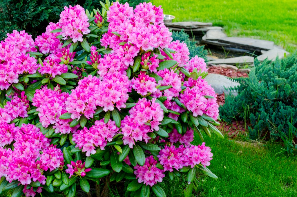 Rosa blühender Rhododendron Strauch im Garten.