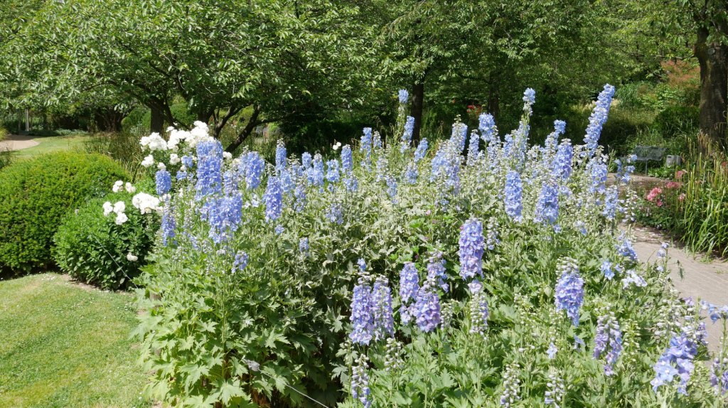 Rittersporn im Garten.