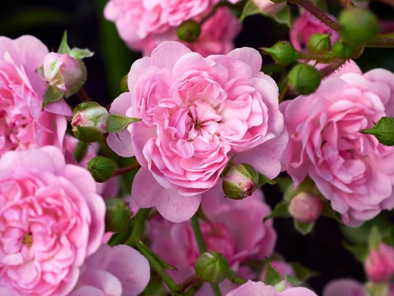 üppig blühende rosa Rosen