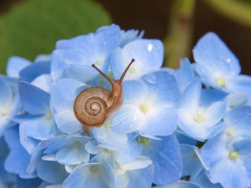 Kleine Schnecke auf einer blauen Hortensie