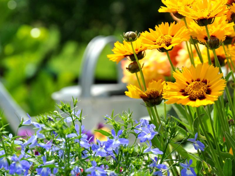 Gelbe Blumen und blaue Blumen vor silberner Gießkanne