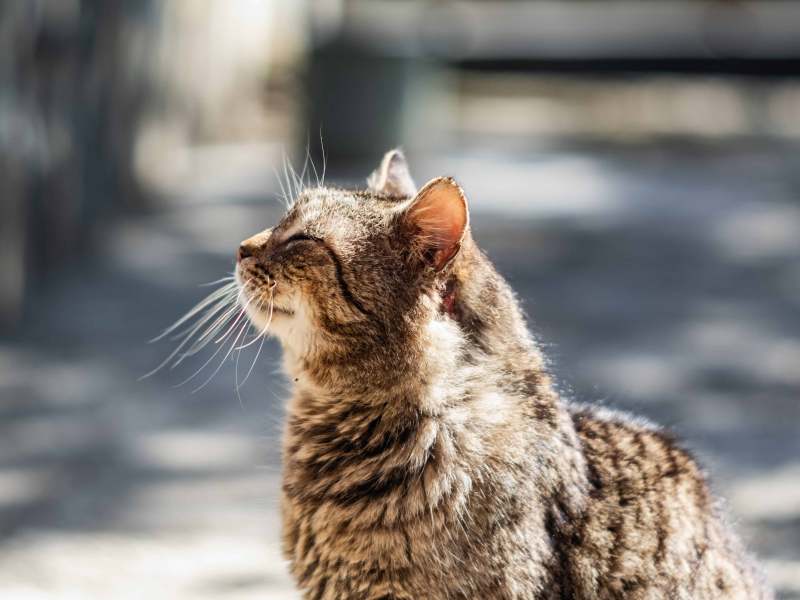 Ältere graue Katze genießt das Sonnenlicht.