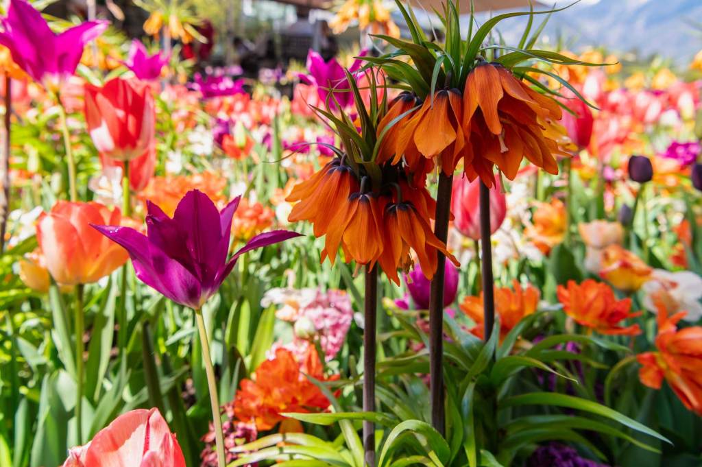 Kaiserkrone und Tulpen