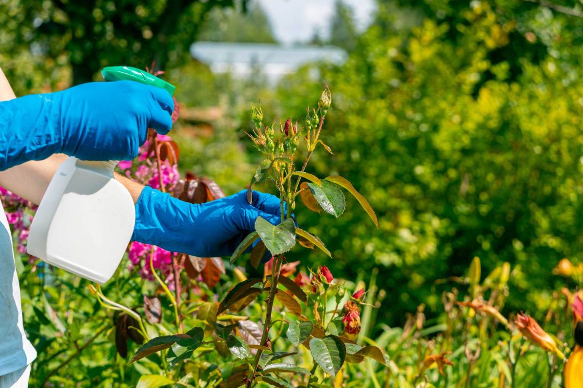 Behandschuhte Hände besprühen Rosen mit Blattläusen