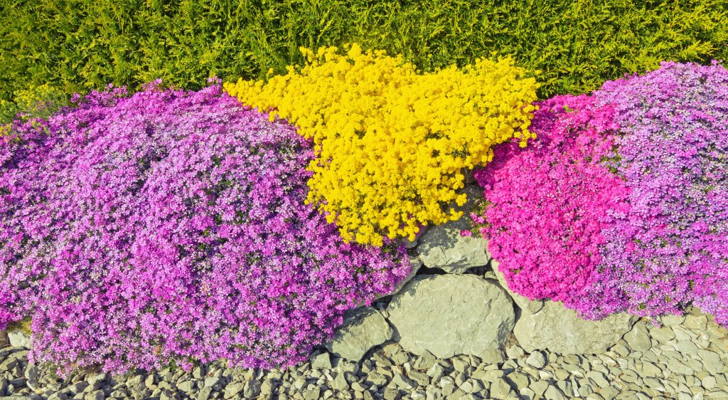 Blühen traumhaft und verdrängen Unkraut: Die 5 schönsten Bodendecker