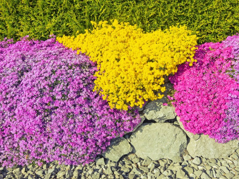 Pinke, gelbe und lila Bodendecker auf Steinen