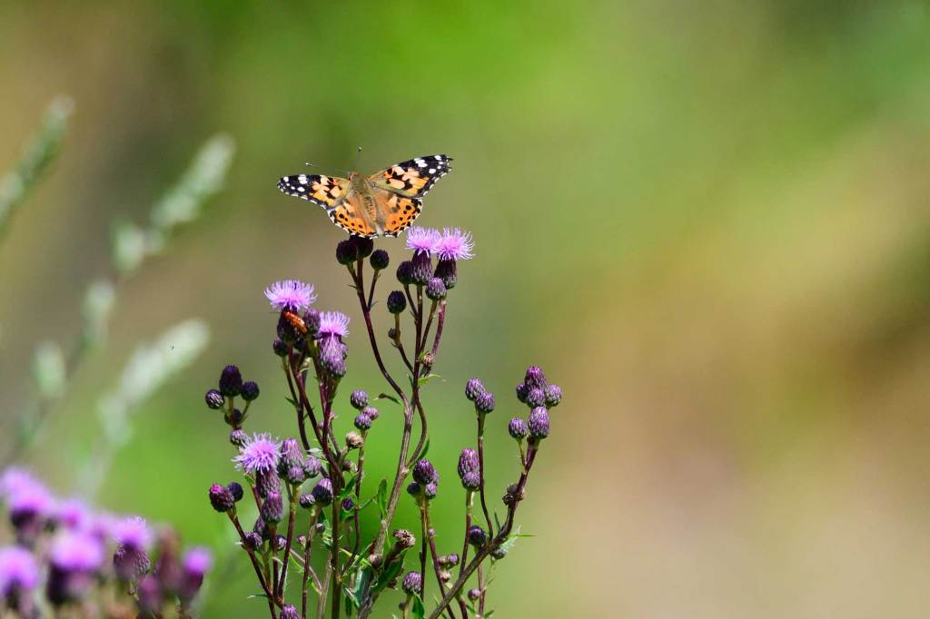 Distel mit lila Blüten darauf sitzt Distelfalter.