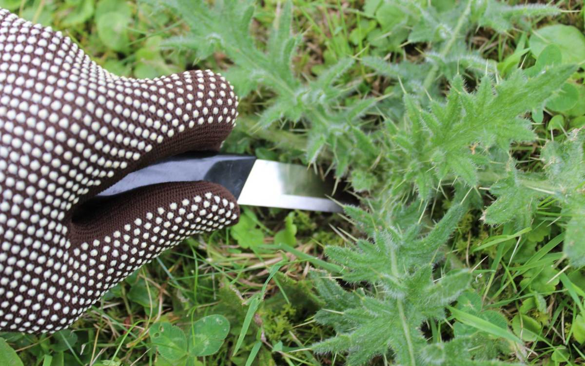 Handschuhehand entfernt Distel aus Rasen mit Messer