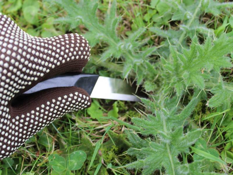 Handschuhehand entfernt Distel aus Rasen mit Messer