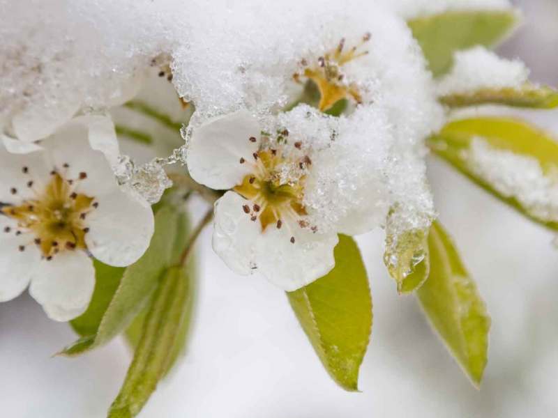 Weiße Kirschblüten sind mit Schnee bedeckt.