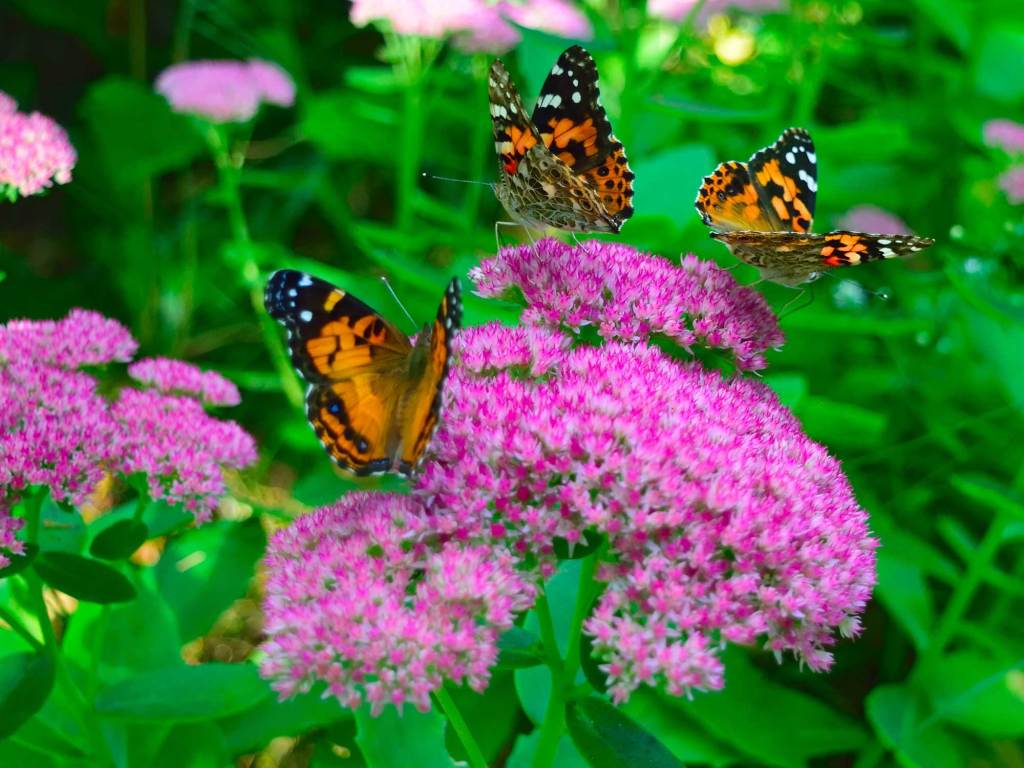 Drei Schmetterlinge auf lila Blüten der Fetthenne