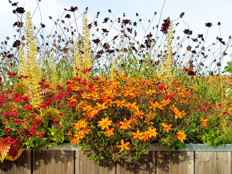 Orange und rote Stauden, die üppig im Garten wachsen