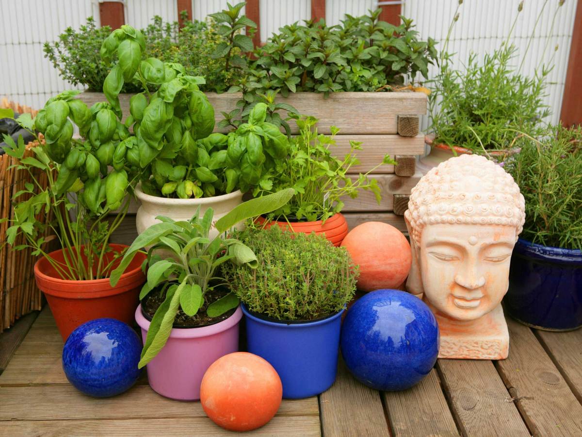 Vom Garten in die Tasse: Tipps für den Anbau von Heilkräutern
