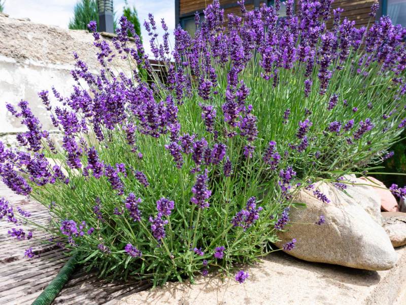 Prächtiger Lavendel im Garten umgeben von großen Steinen und Holzterrasse.