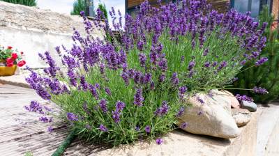 Prächtiger Lavendel im Garten umgeben von großen Steinen und Holzterrasse.