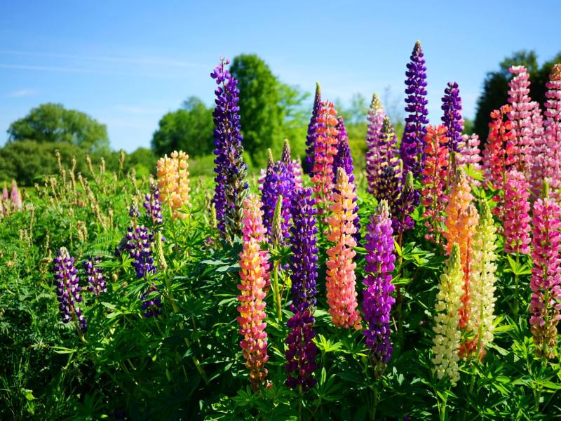 Bunte Lupinen vor blauem Himmel