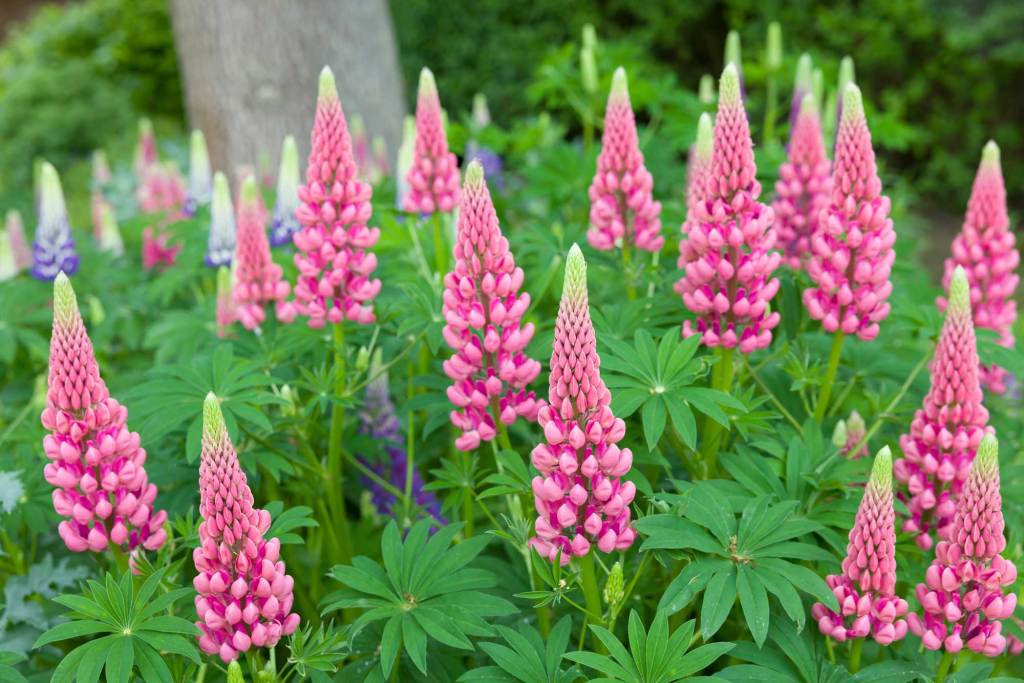 Pinke Lupinen im Garten