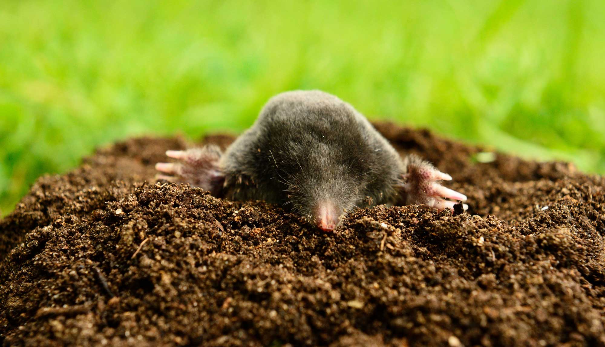Maulwurf vertreiben Omas Hausmittel verjagen ihn aus dem Garten