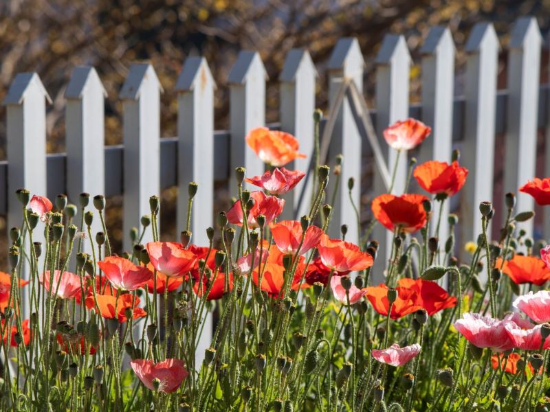 Blühende Mohnblumen in einem Garten