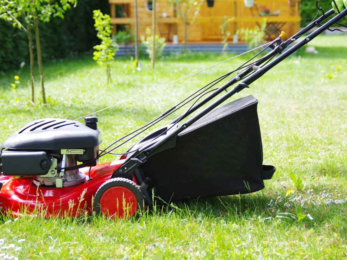 Unkraut im Mai: So oft solltest du Rasenmähen