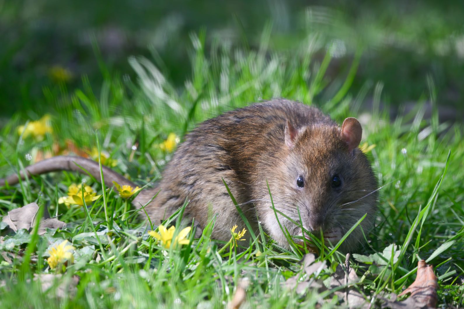 Ratten im Garten? Die besten Hausmittel gegen die Schädlinge gofeminin