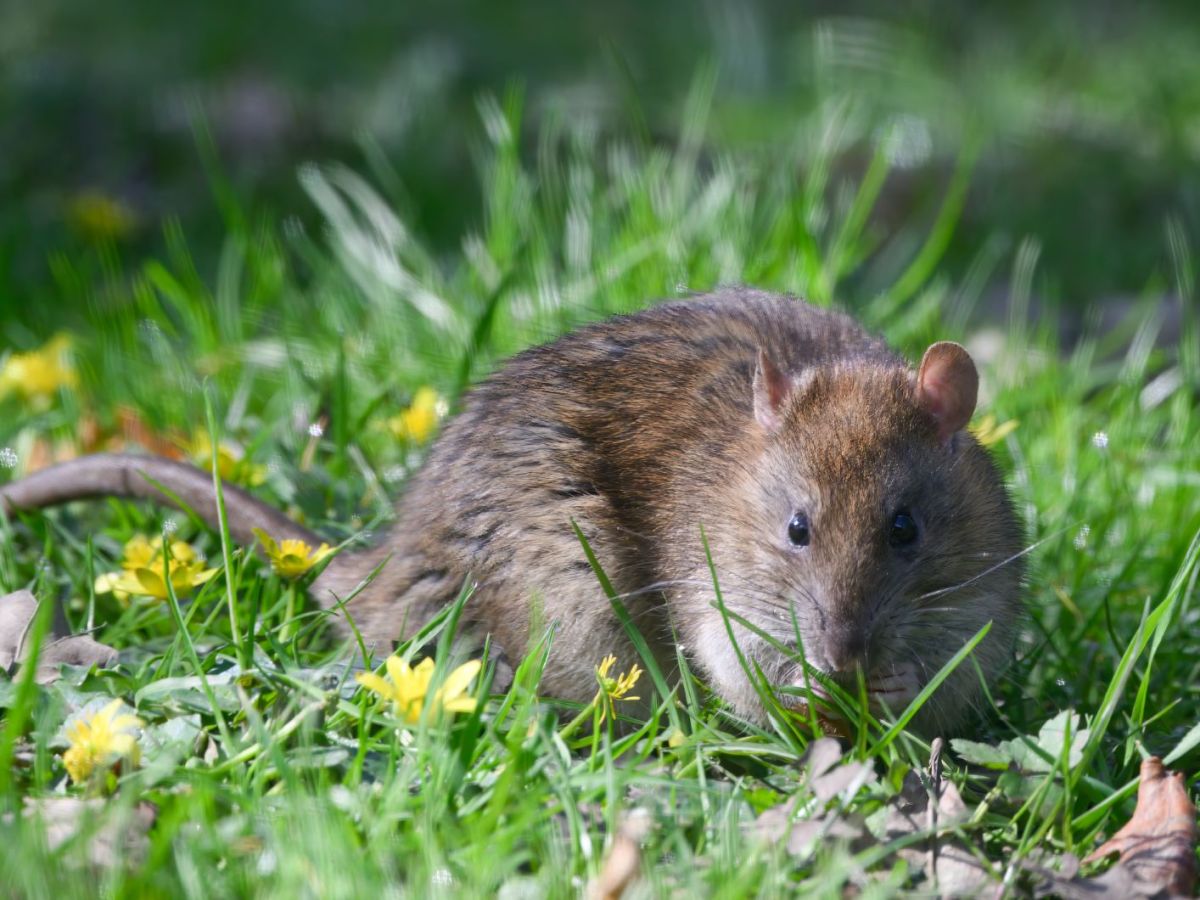 Eine Ratte auf Gras