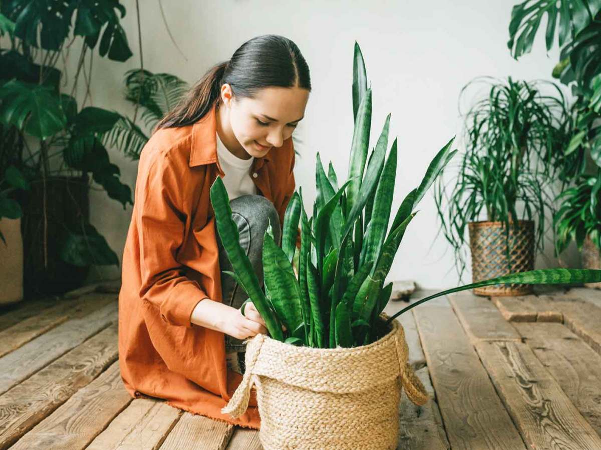 Junge Frau kümmert sich in ihrer Wohnung um eine Pflanze. Im Hintergrund sind viele weitere Pflanzen.