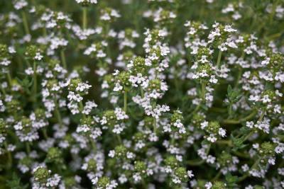 Thymian (Thymus vulgaris)