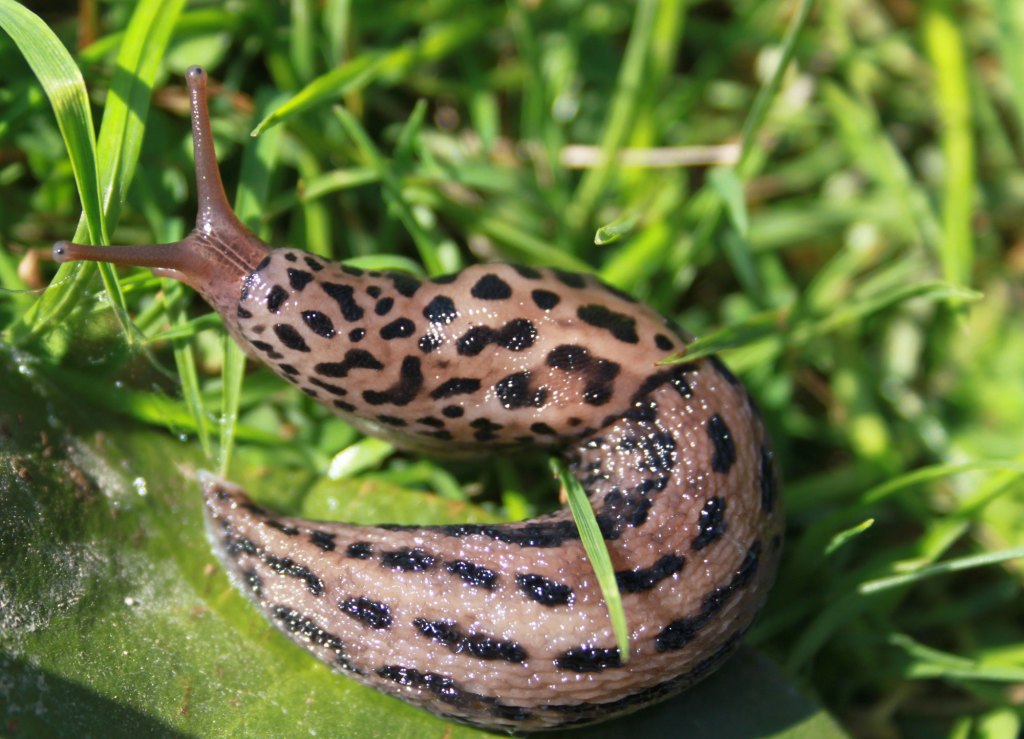 Schnecken: Wer die Raubkatzen-Schnecke im Garten findet, hat den Jackpot