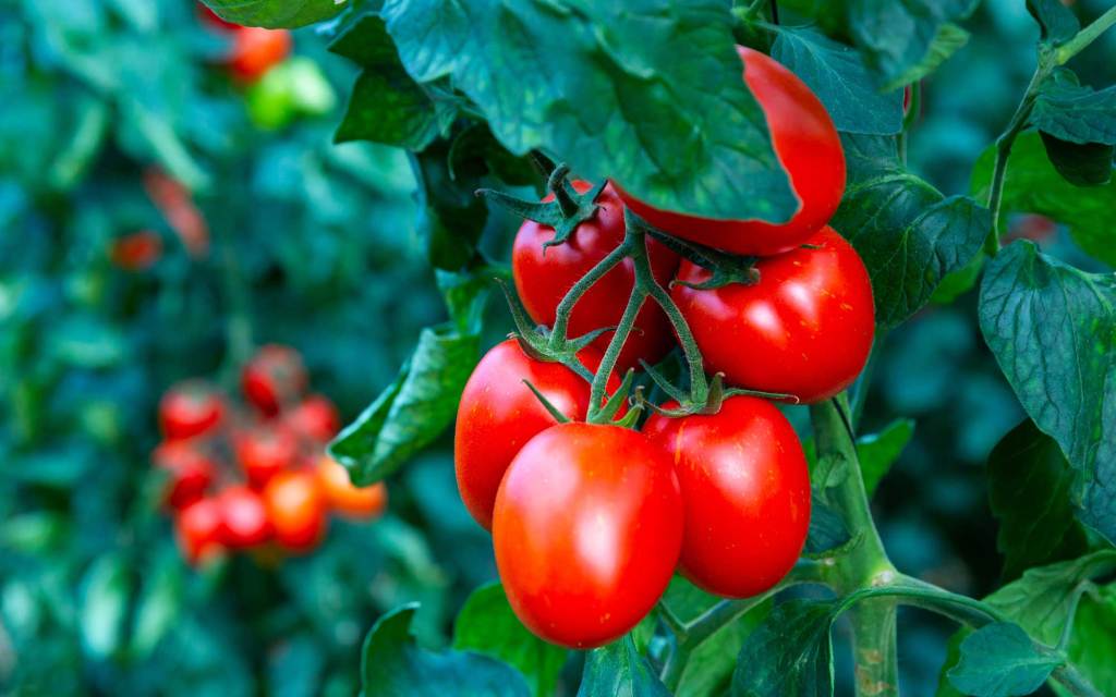 Laut Tomaten-Experte: Für den perfekten Dünger brauchst du nur zwei simple Zutaten