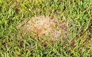 Nest von Ameisen im Rasen