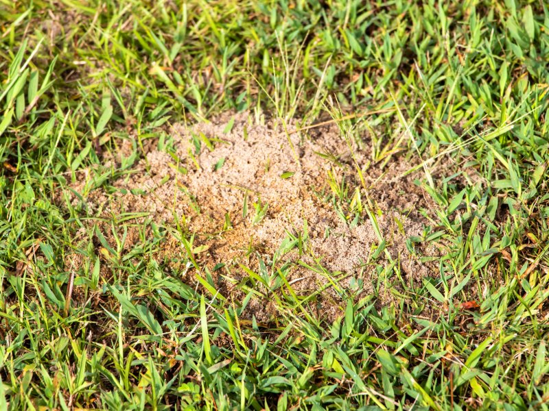 Nest von Ameisen im Rasen
