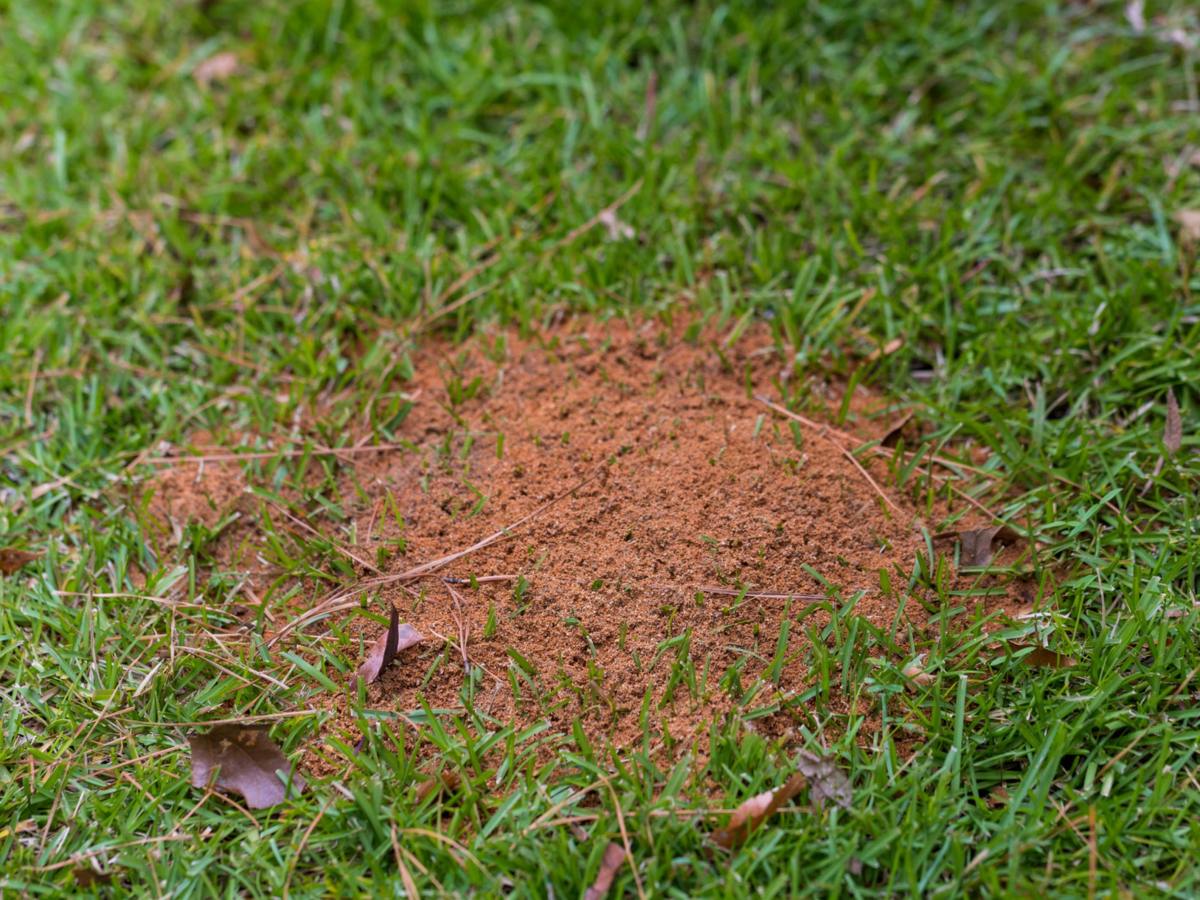 Ein kleiner Ameisenhügel auf einem grünen Rasen.