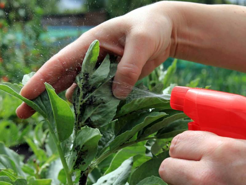 Hand besprüht mit roter Sprühflasche Pflanze mit Blattläusen, um sie zu bekämpfen