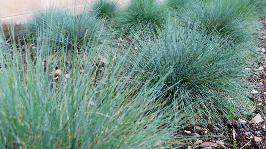 Blauschwingel Pflanze in Garten.