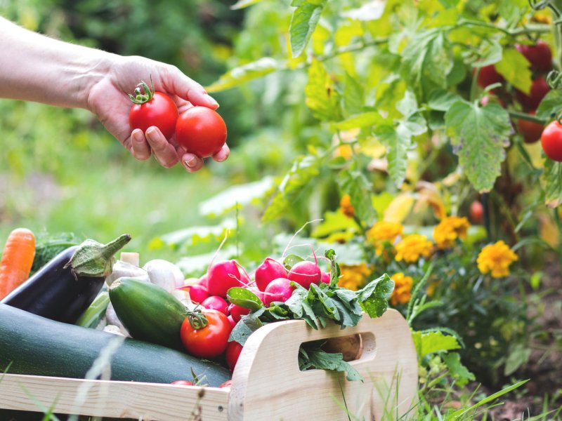Person erntet Tomaten in eigenem Gemüsegarten.