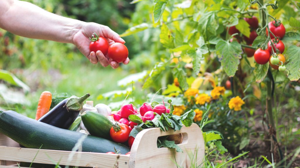 Tomaten, Paprika und Zucchini: Den besten Dünger für Gemüse hast du garantiert schon im Garten