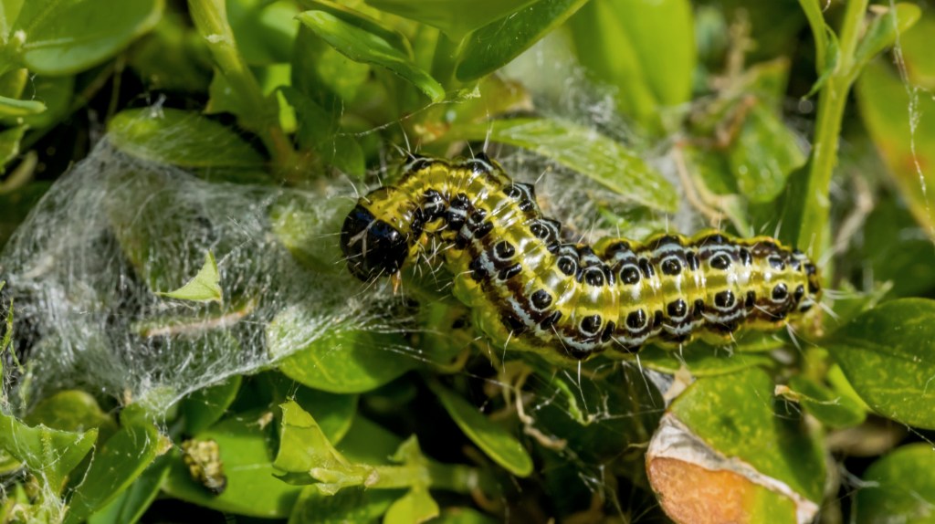 Buchsbaumzünsler Raupe in Baum mit weißem Netz.