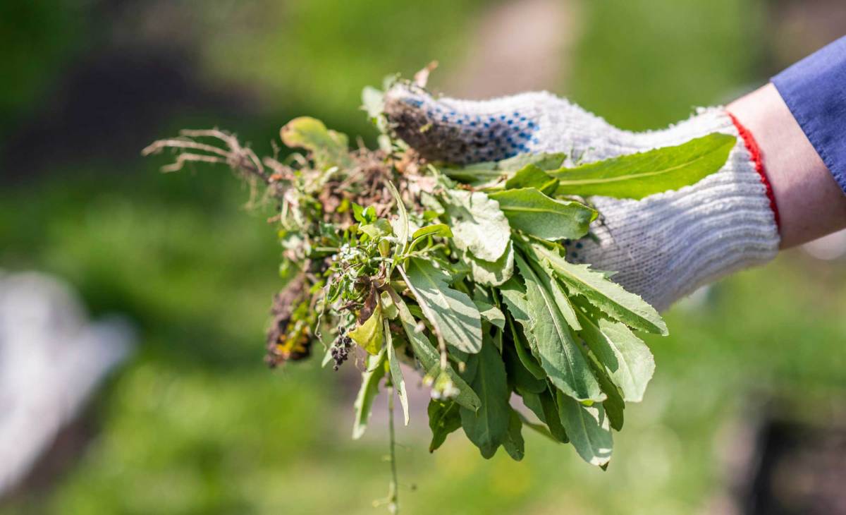 Hand mit Gartenhandschuh hält Büschel von essbarem Unkraut