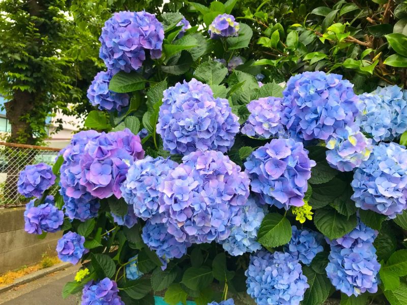 Blaue Hortensien im Garten