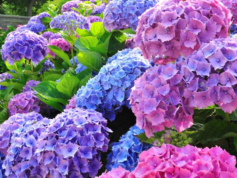 Hortensien Sträucher mit üppigen blauen, lila und pinken Blüten