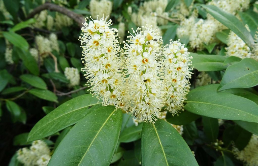 Kirschlorbeer schadet der Natur