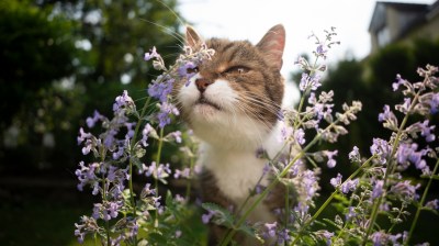 Katzenminze in Garten mit Katze, die daran schnuppert.