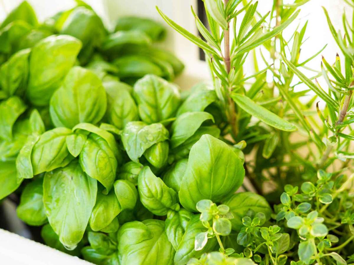Garten & Balkon Die schönsten Trends & DIYTipps gofeminin