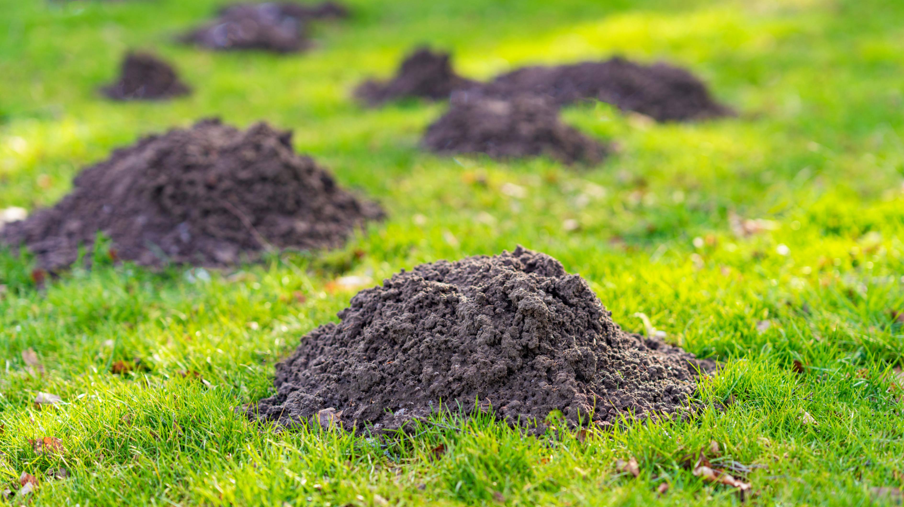 Maulwurfsh-gel-im-Garten-Mit-dem-Wasser-Trick-sieht-dein-Rasen-wieder-gut-aus