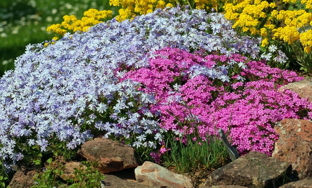 Phlox in lila und pink, dazwischen gelbe Bodendecker